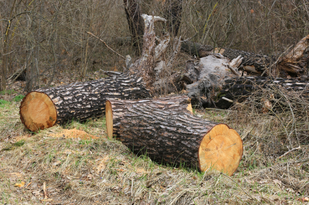 Monroe tree nc removal